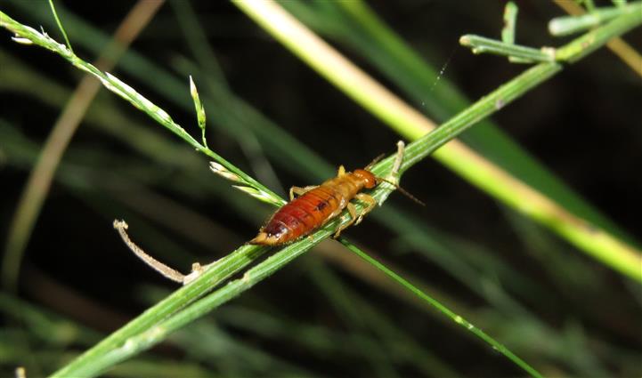 Forficula gr. decipiens